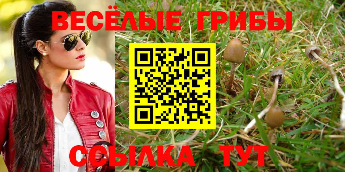 Новозыбков  Галлюциногенные грибы Psilocybine cubensis  Вход с VPN 
